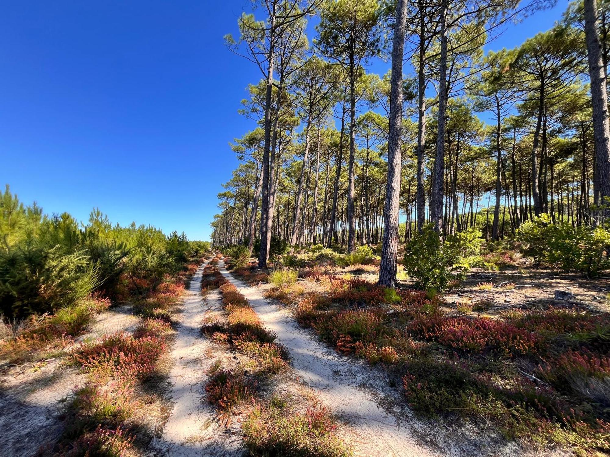La Bergerie Des Landes Villa Lit-et-Mixe Eksteriør bilde